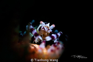 DINE by Tianhong Wang 